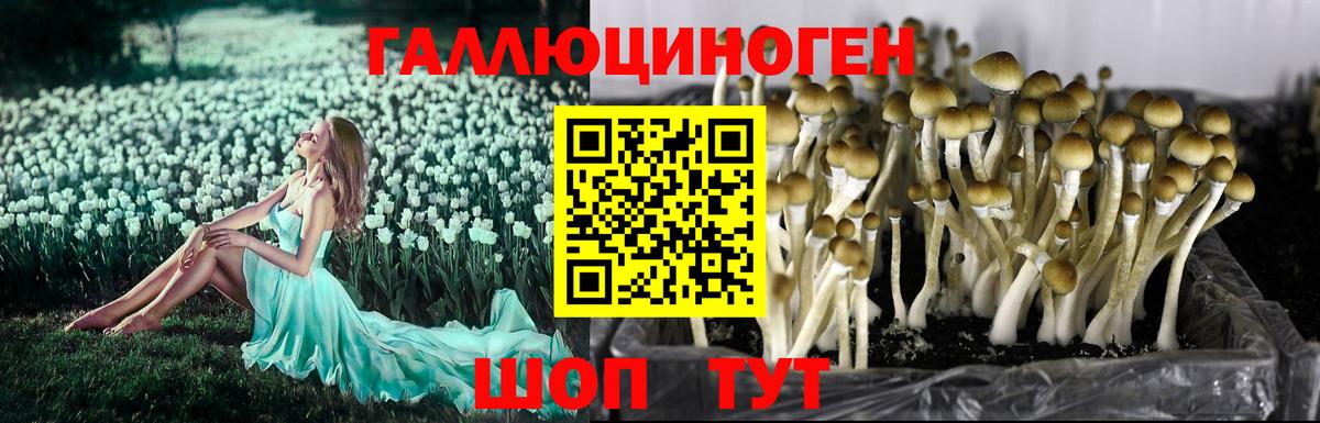 Галлюциногенные грибы Psilocybine cubensis  Вход с VPN  Псилоцибиновые грибы GOLDEN TEACHER  Сланцы 
